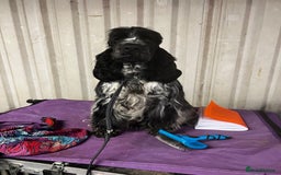 Cocker Spaniel dogs for stud: Show Cocker Spaniel FOR STUD - Image 2