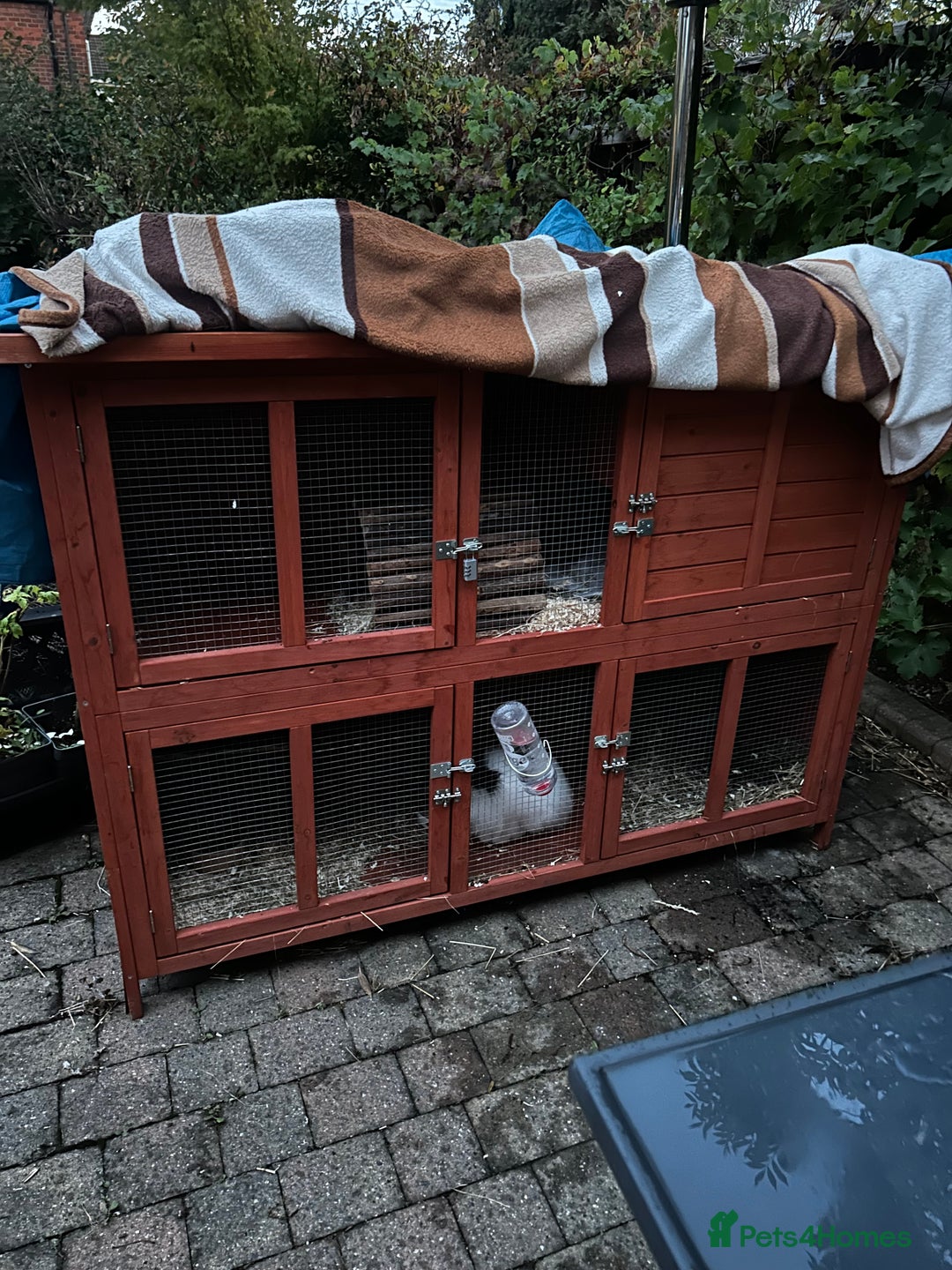 Lionhead rabbits for sale: LionHead Bunny - Image 3