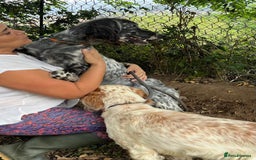 English Setter dogs for adoption: Tana  - Image 5