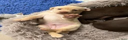 Labrador Retriever dogs for sale: Fully Health Tested KC Registered Labrador puppies - Advert 5
