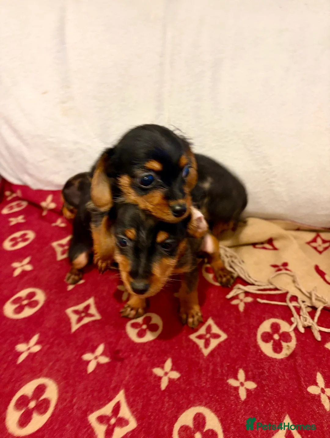 Dachshund dogs for sale: Dachshund  - Advert 6