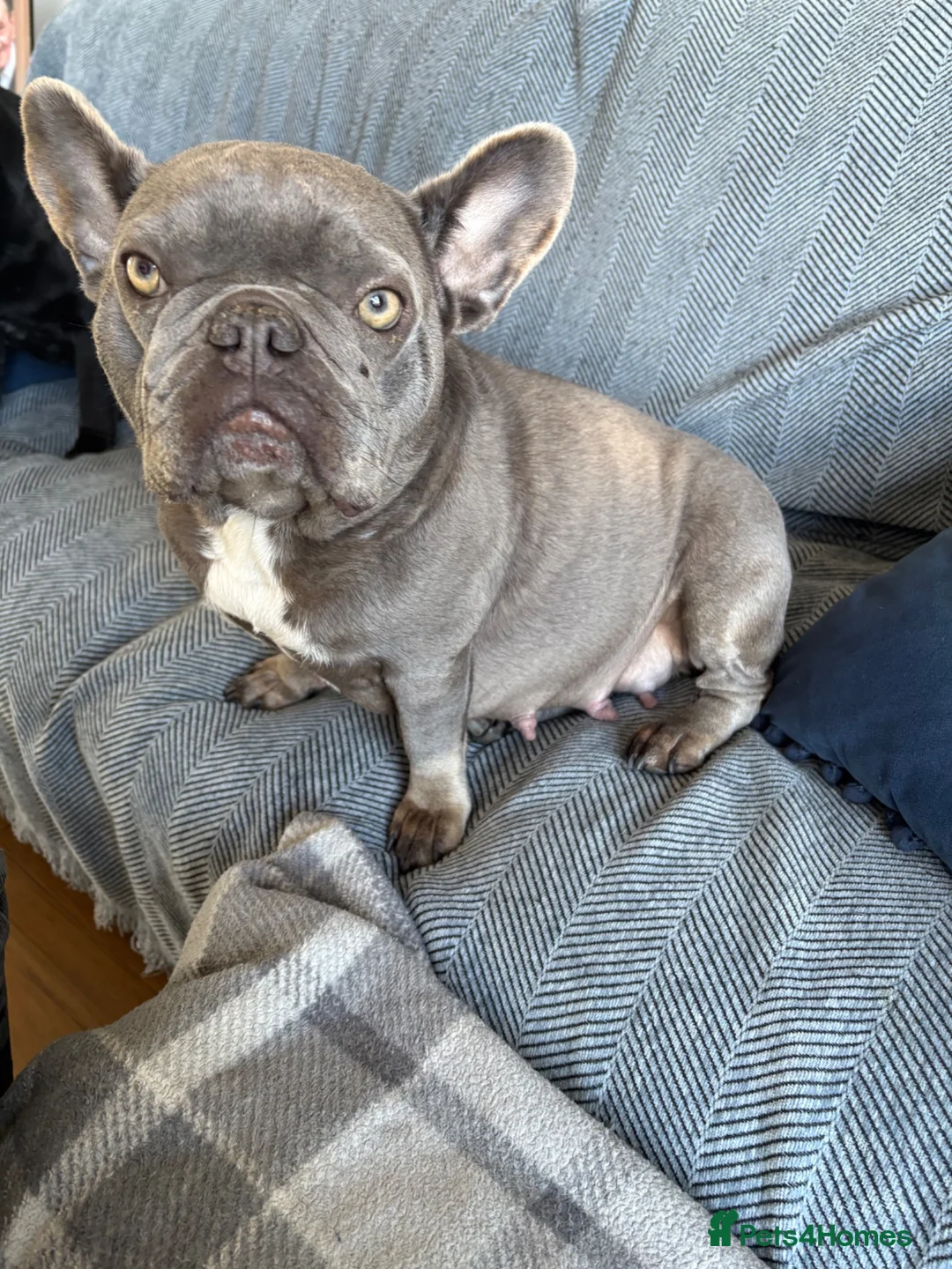 French Bulldog dogs for sale: French Bulldog Puppies – Ready 11th July  in Rossendale - Advert 34