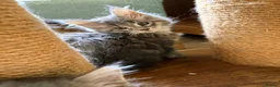 Maine Coon cats for sale: READY NOW. Tica registered mainecoon kittens - Advert 16