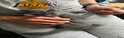 Russian Blue cats for sale: Russian blue kittens  - Advert 9