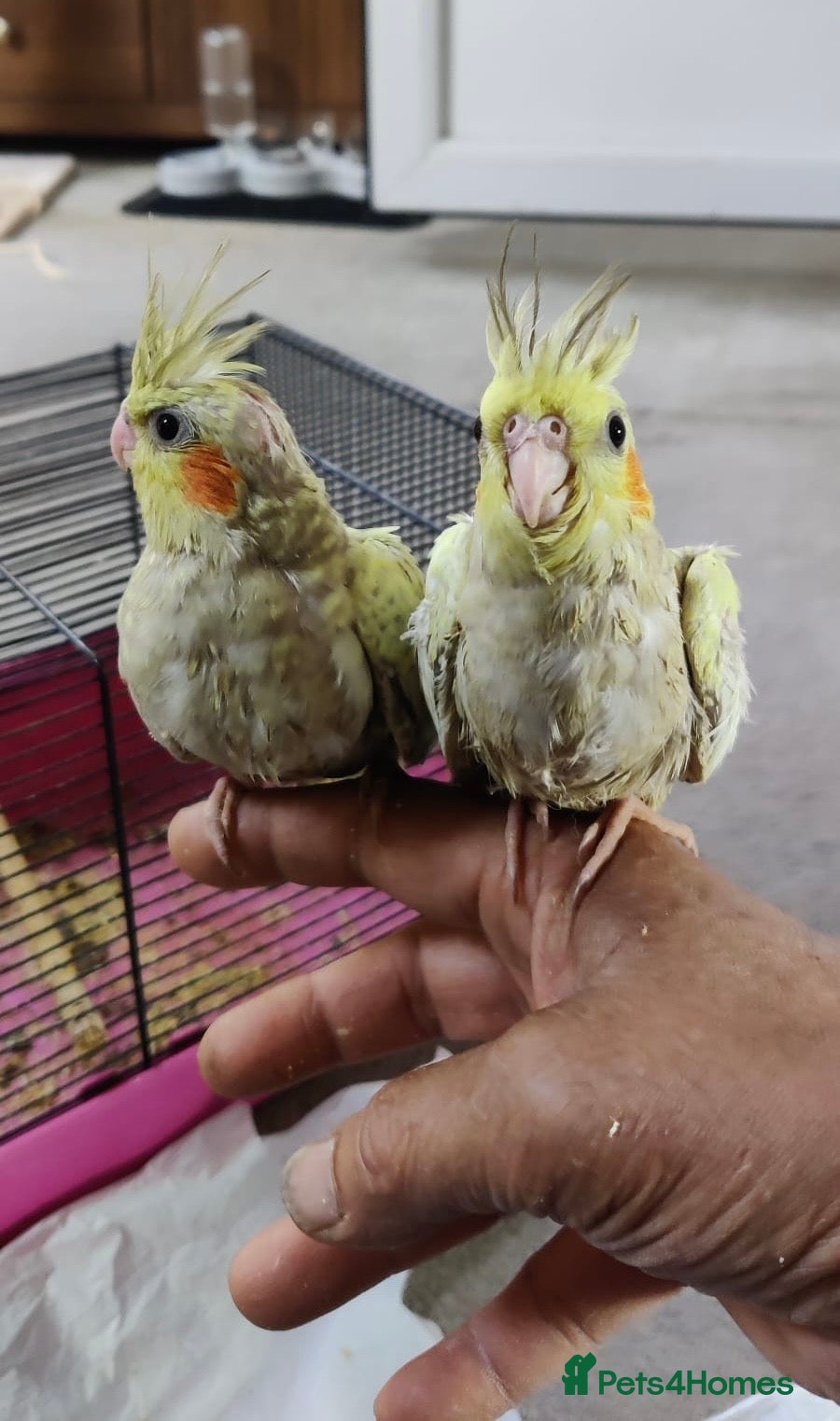 Cockatiels birds Two baby cockatiels  - Advert 2