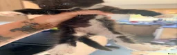 Mixed Breed cats for sale: Litter of 6 babies ready end of August - Advert 3