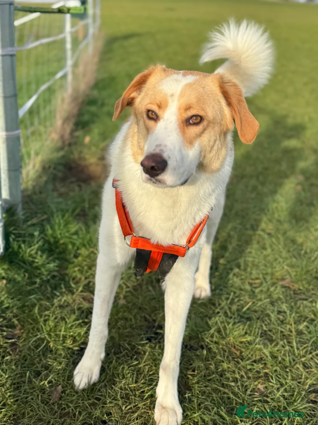 Mixed Breed dogs for adoption: 💙🩵NOW ADOPTED 🩵💙 - Advert 11