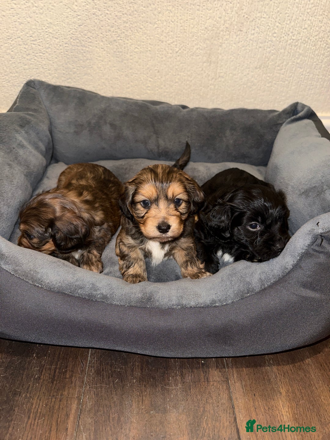 Mixed Breed dogs for sale: Corkiepoo puppies for sale 🐶 - Advert 2