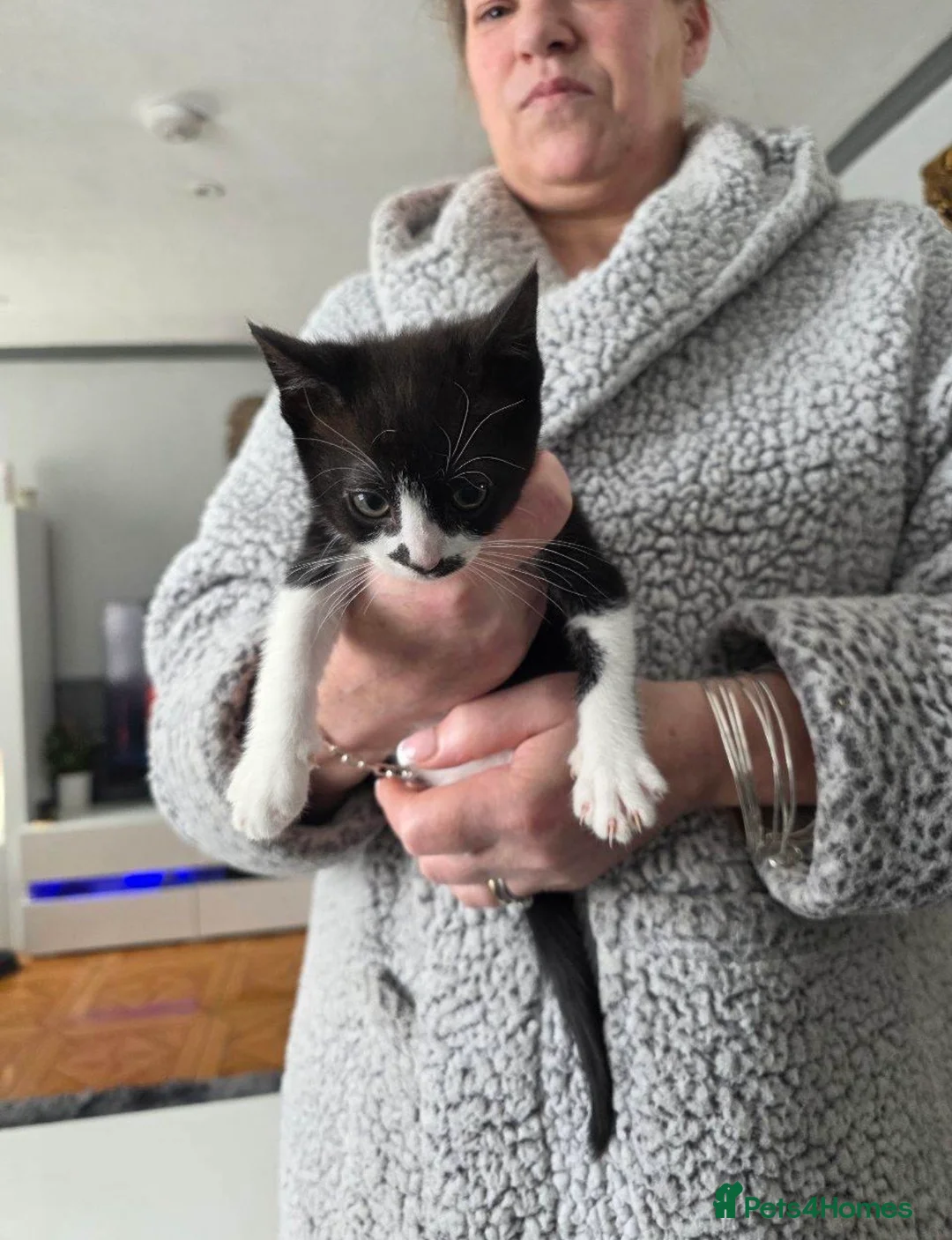 Mixed Breed cats for sale: Kitten for sale  in London - Advert 2