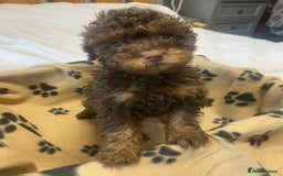 Cockapoo dogs for sale: Gorgeous litter of F1b cockapoos - Advert 8