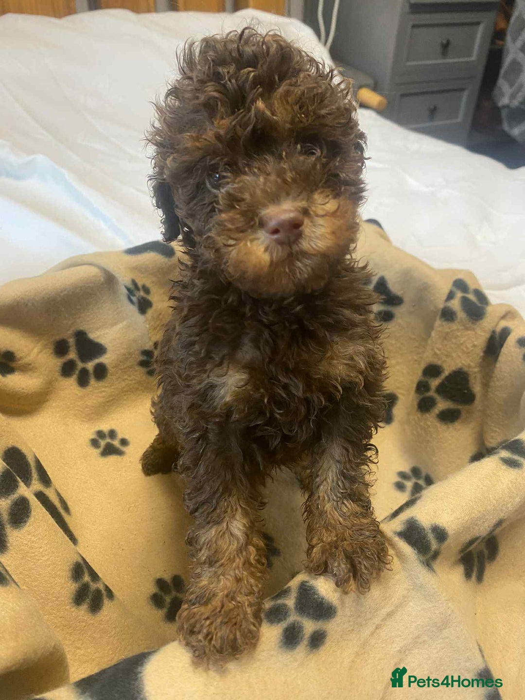 Cockapoo dogs for sale: Gorgeous litter of F1b cockapoos - Advert 8