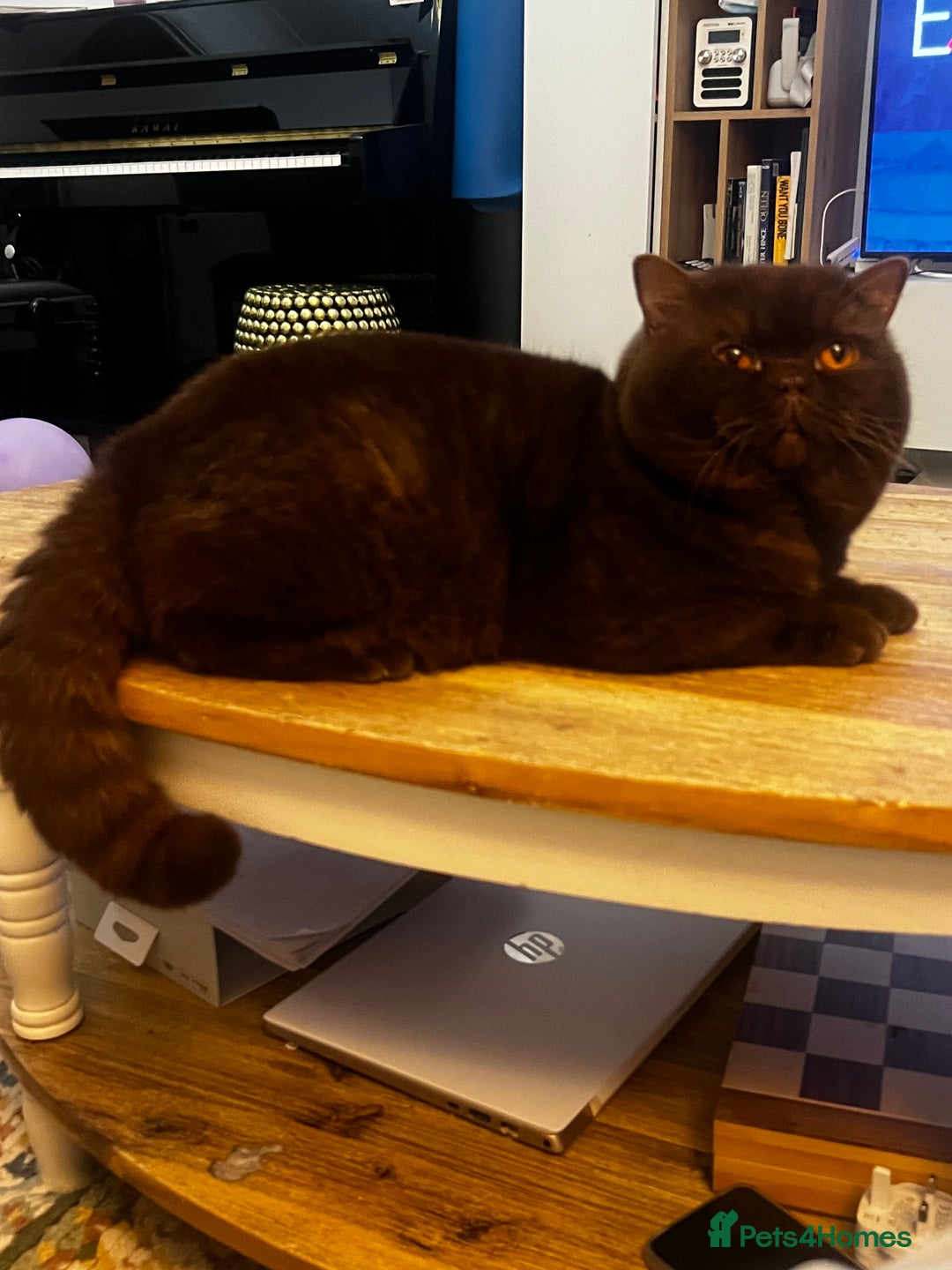 British Shorthair cats for sale:  Chocolate British Shorthair Made- GCCF Active - Advert 10