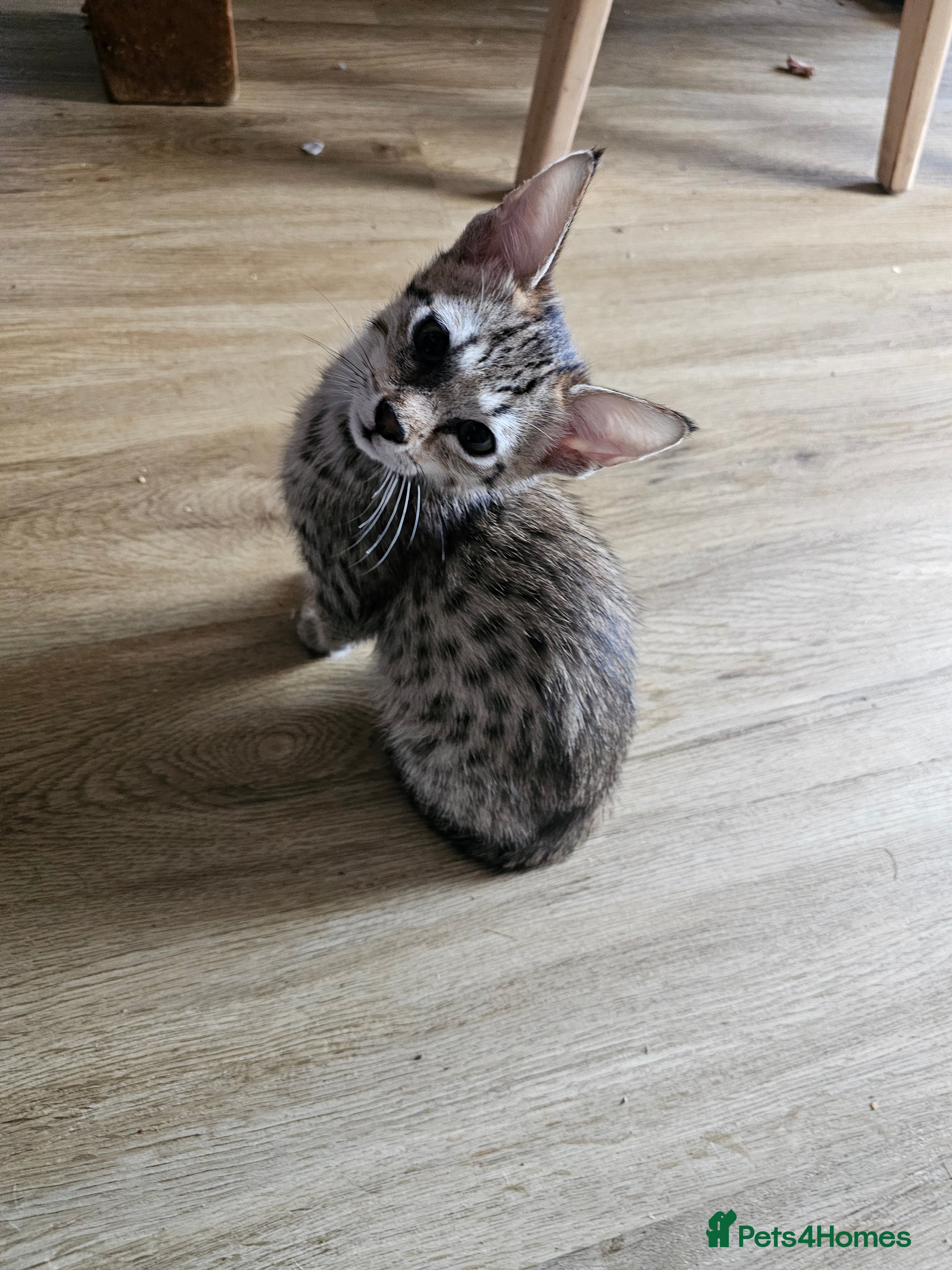 Savannah cats Gorgeous F4 Savannah Kittens - Advert 12