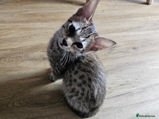 Savannah cats Gorgeous F4 Savannah Kittens - Advert 12