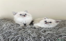 Ragdoll cats for sale: Ragdoll kittens  - Image 3