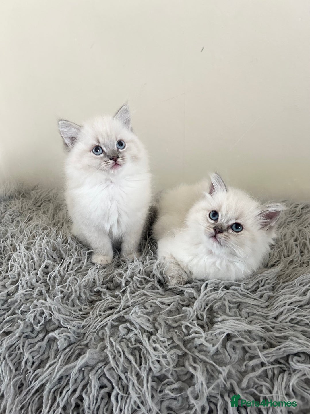 Ragdoll cats for sale: Ragdoll kittens  - Image 3