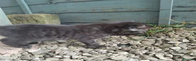 Mixed Breed Kitten 3