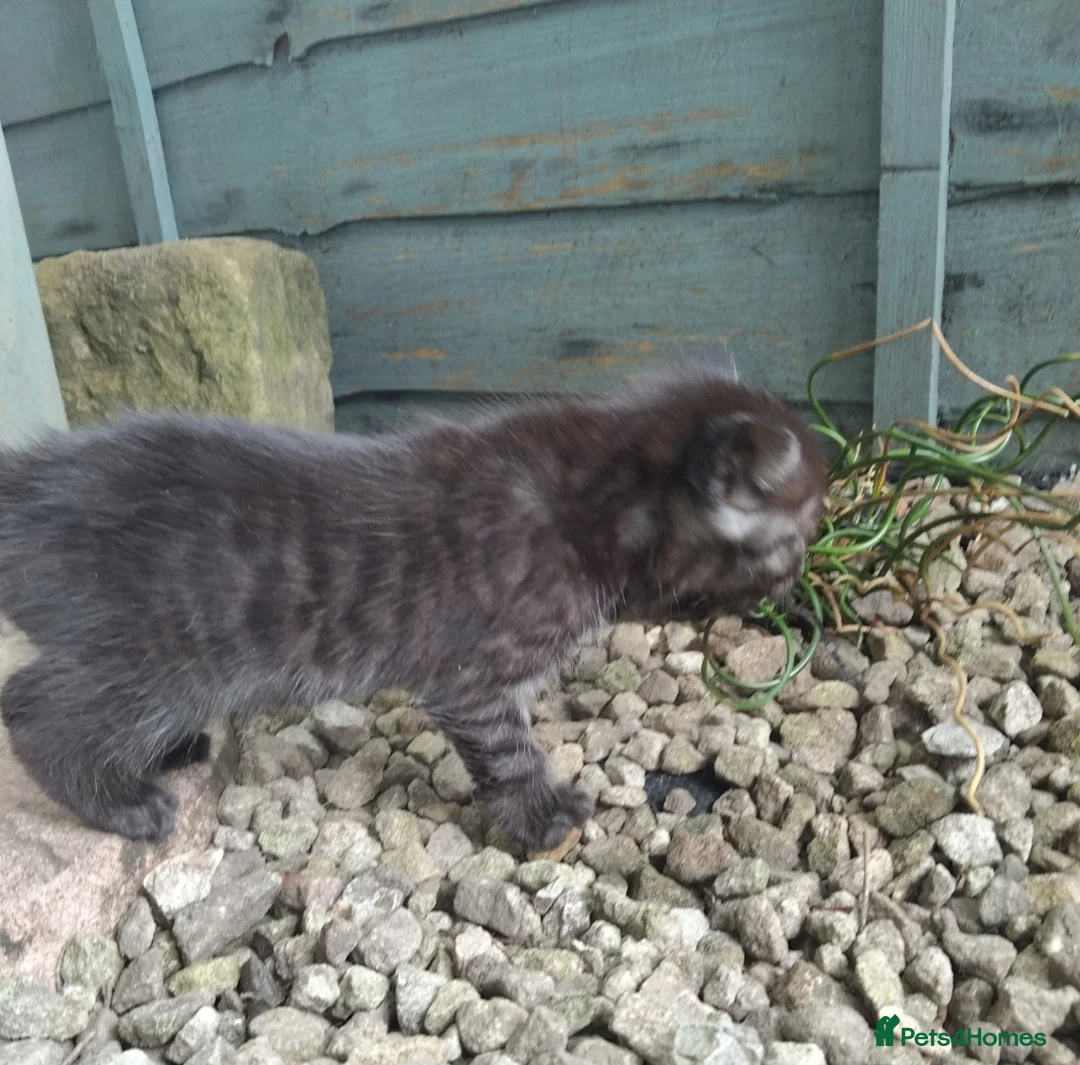Mixed Breed cats for sale: Tabby kittens  - Advert 2