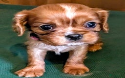 Cavalier King Charles Spaniel dogs for sale: Stunning Deep Ruby Cavalier king Charles puppies  - Image 9