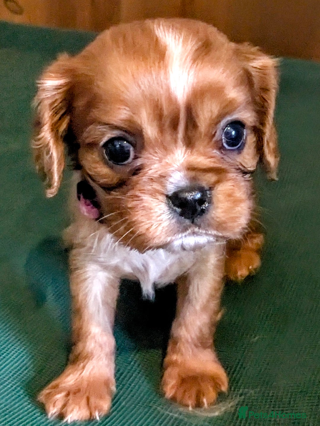 Cavalier King Charles Spaniel dogs for sale: Stunning Deep Ruby Cavalier king Charles puppies  - Image 9