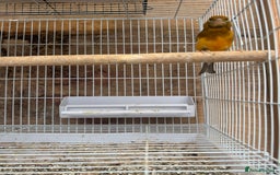 Canaries birds for sale: Canary male - Image 4