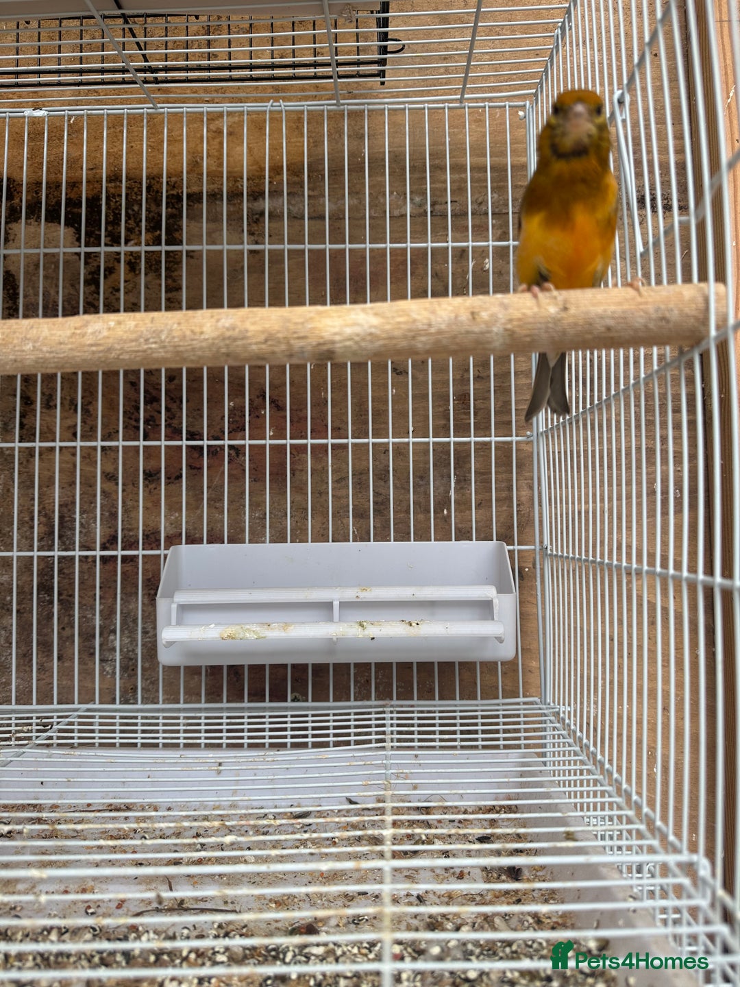 Canaries birds for sale: Canary male - Image 4
