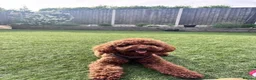 Miniature Poodle dogs for stud: **For Stud** - Advert 6