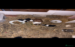 Dutch rabbits for sale: Dutch baby rabbits  - Image 2