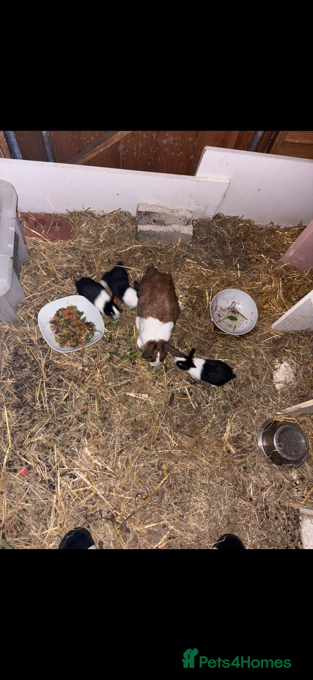 Dutch rabbits for sale: Dutch baby rabbits  - Image 2