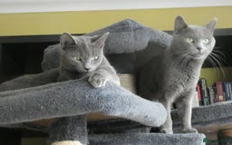 Russian Blue cats for sale: Pure Russian Blue Kittens, 3 girls, 1 boy - Image 13