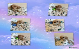 Cavapoo dogs for sale: ✨Ready Now🐾Exceptional Cavapoo Puppies🐾 - Image 14