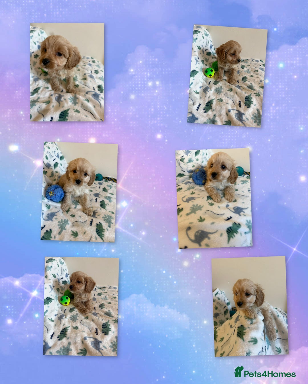 Cavapoo dogs for sale: ✨Ready Now🐾Exceptional Cavapoo Puppies🐾 - Image 14