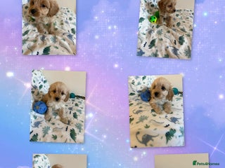 Cavapoo dogs - Advert 4