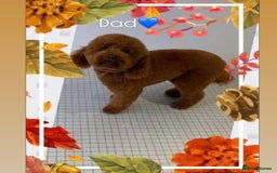 Cavapoo dogs for sale: F1B cavapoo girl  - Image 12