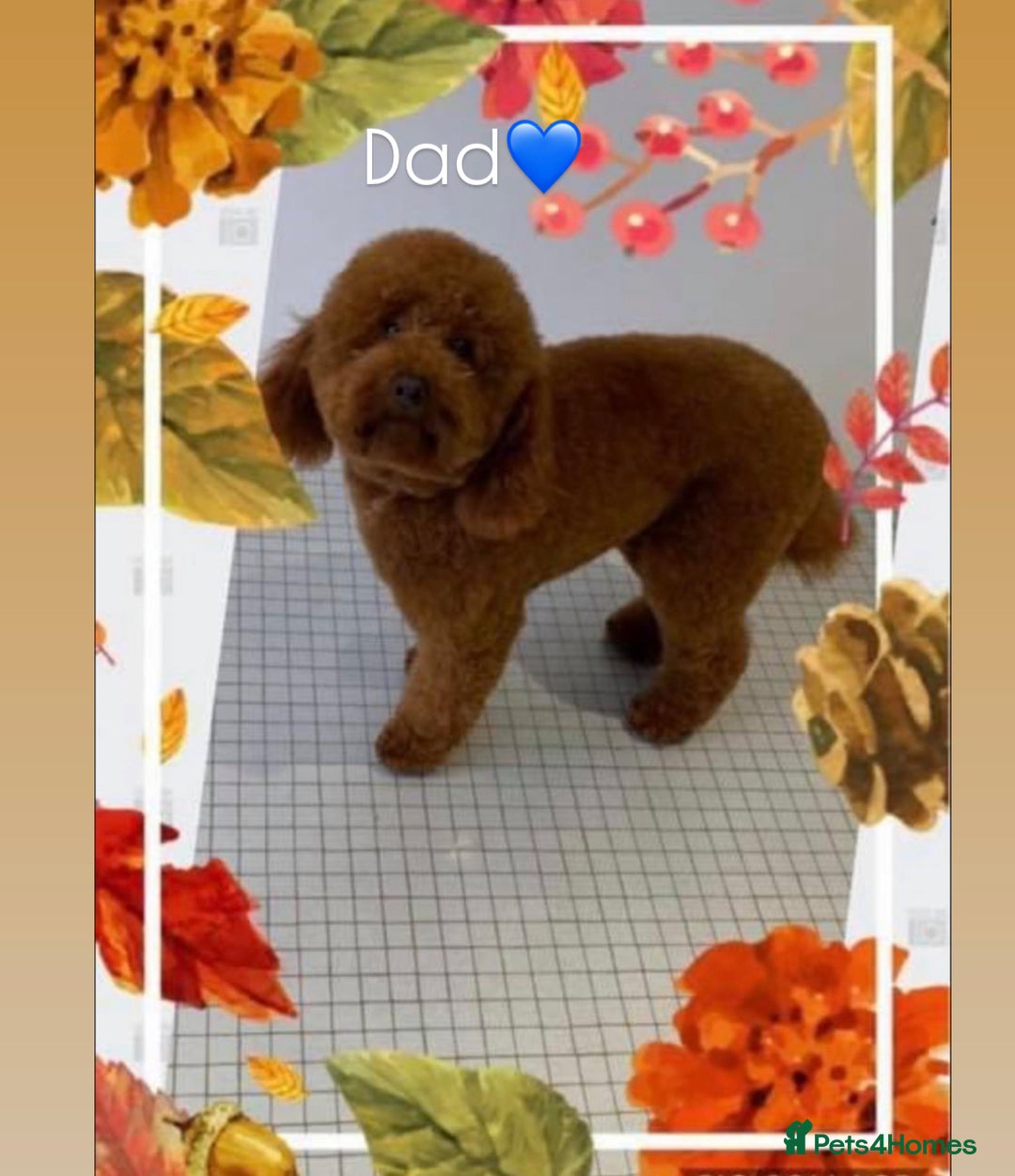 Cavapoo dogs for sale: F1B cavapoo girl  - Image 12