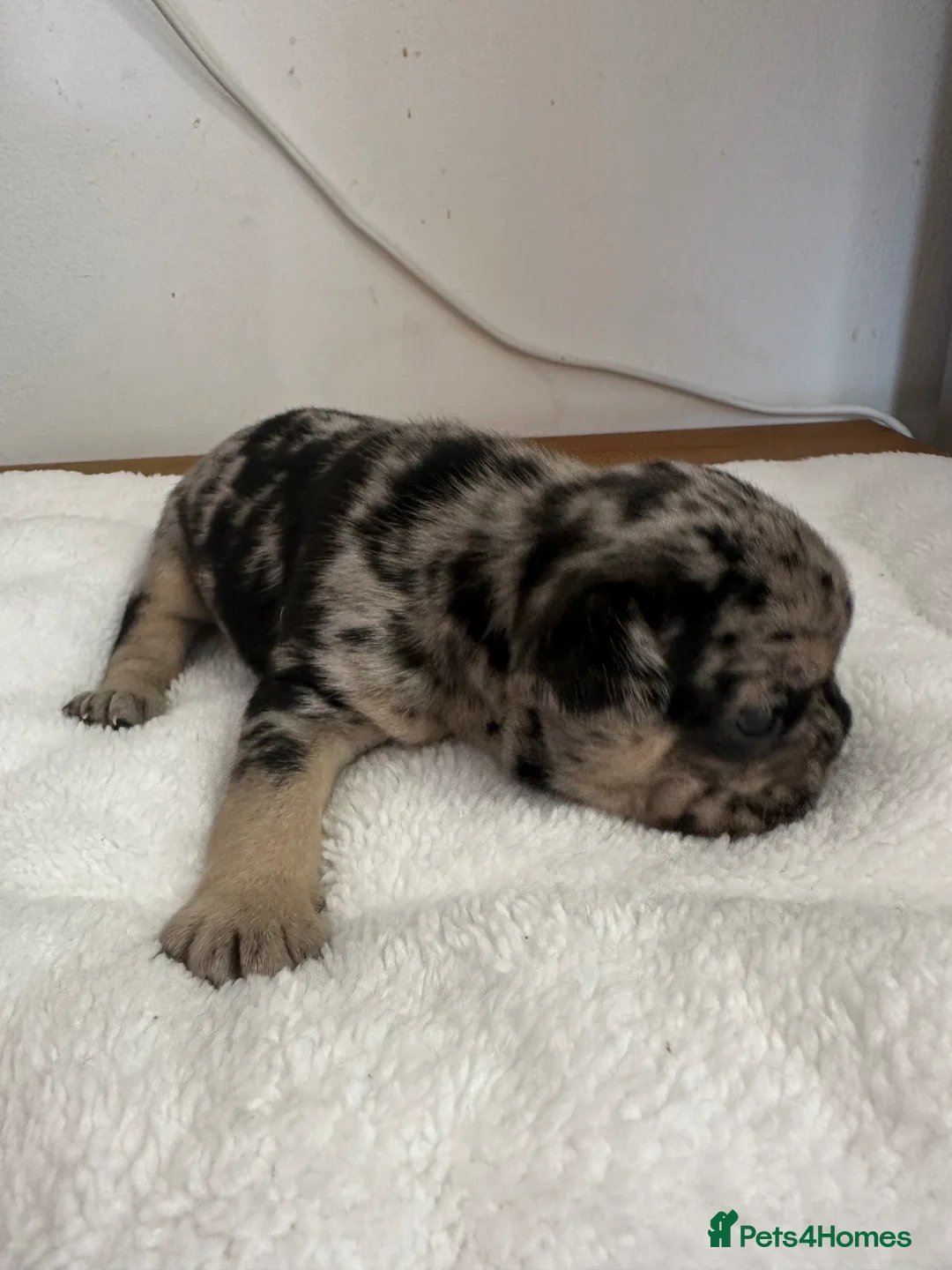 French Bulldog dogs for sale: Beautiful litter of 8 - Advert 9