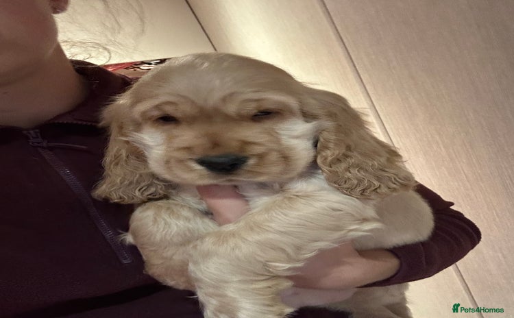 Cocker Spaniel dogs - Advert 13