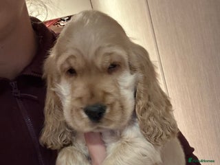 Cocker Spaniel dogs - Advert 12