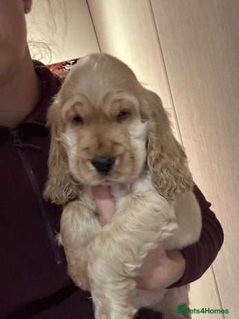 Cocker Spaniel dogs - Advert 13