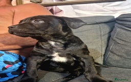 Mixed Breed dogs for sale: READY TO LEAVE NOW chunky mastiff puppies - Image 2