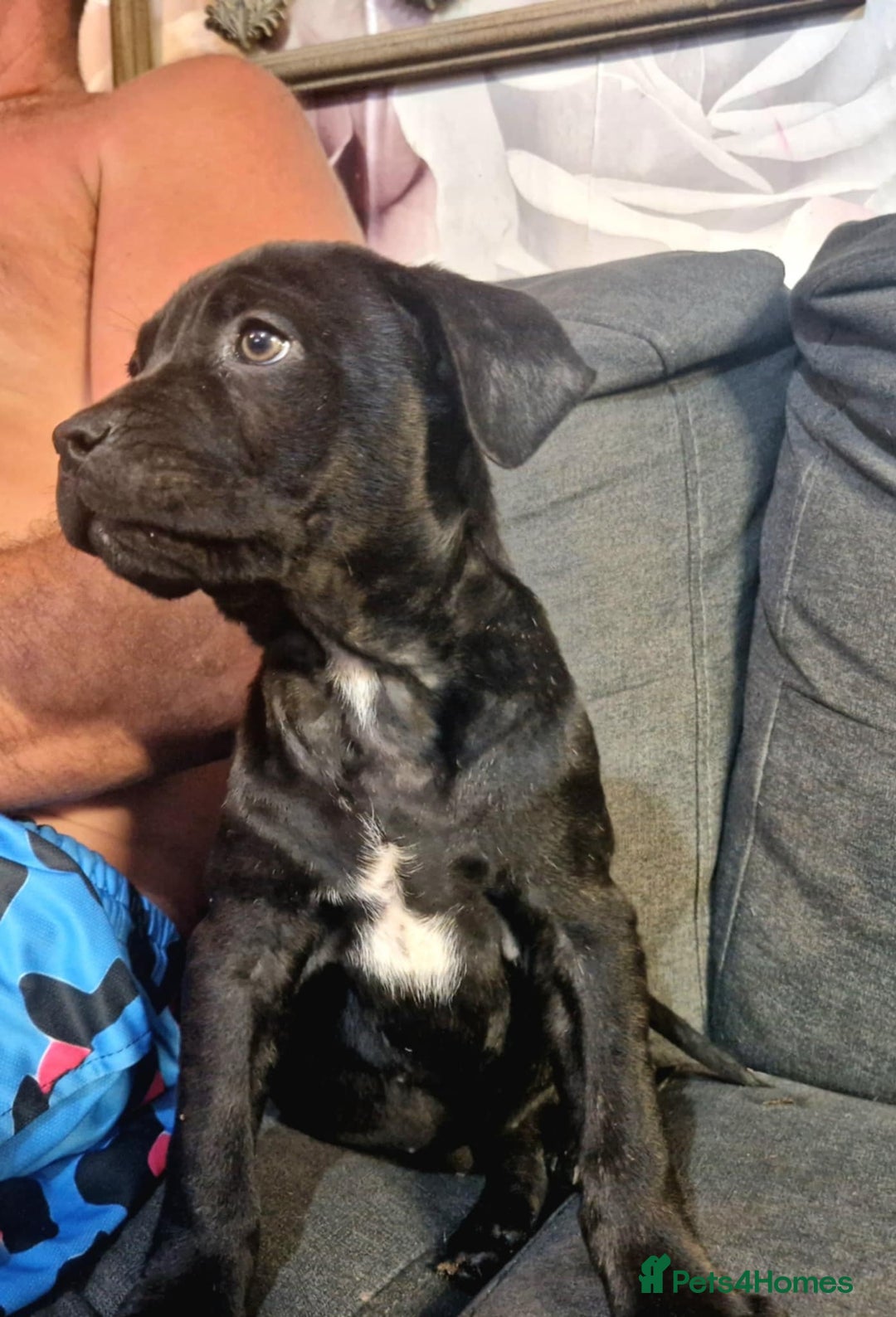Mixed Breed dogs for sale: READY TO LEAVE NOW chunky mastiff puppies - Image 2