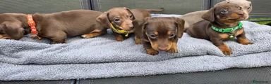 Dachshund 4