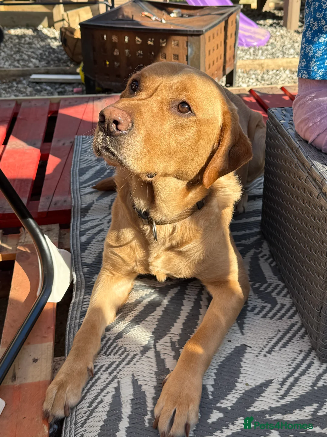 Labrador Retriever dogs for sale: 4 year old lab looking for loving home  in Duns - Advert 3