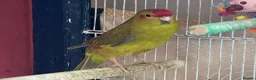 Parakeets birds for sale: Breeding pair of Kakarikis - Advert 1