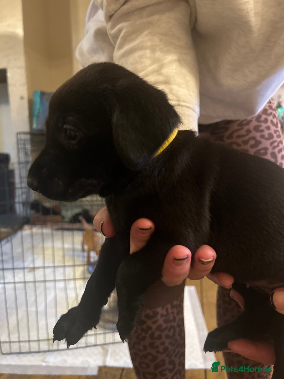 Labrador Retriever dogs for sale: KC registered black and red Labrador puppies - Advert 7