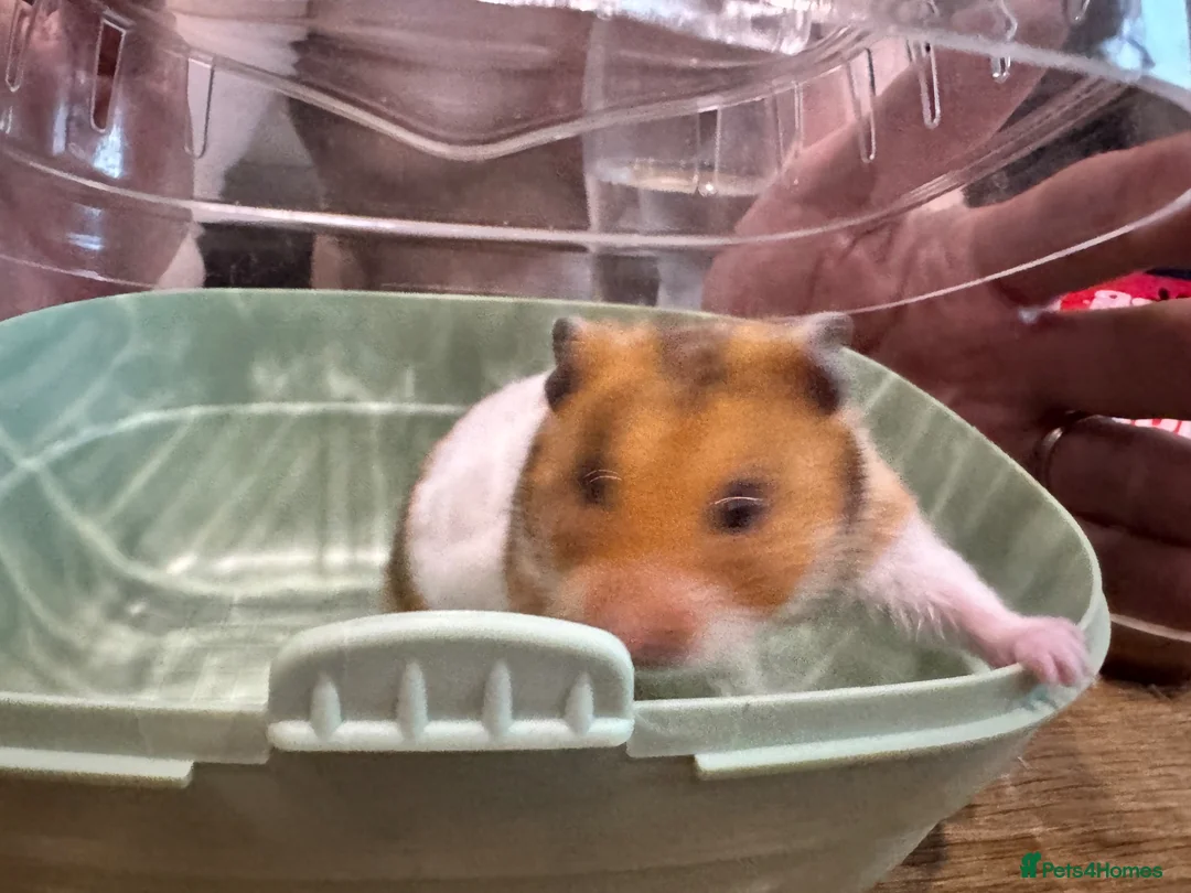 Hamster rodents for sale: Hamster for sale.  - Advert 1