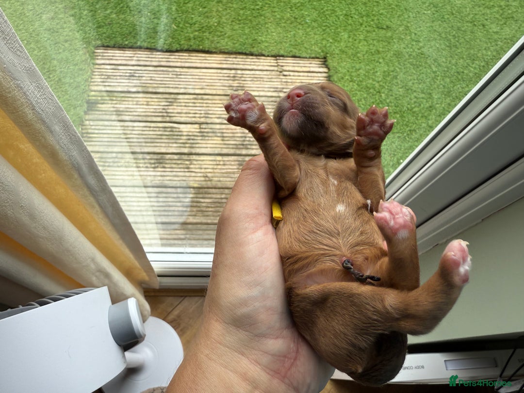 Cockapoo dogs for sale: F2bb Cockapoo Chocolate Merle Puppies  - Image 17