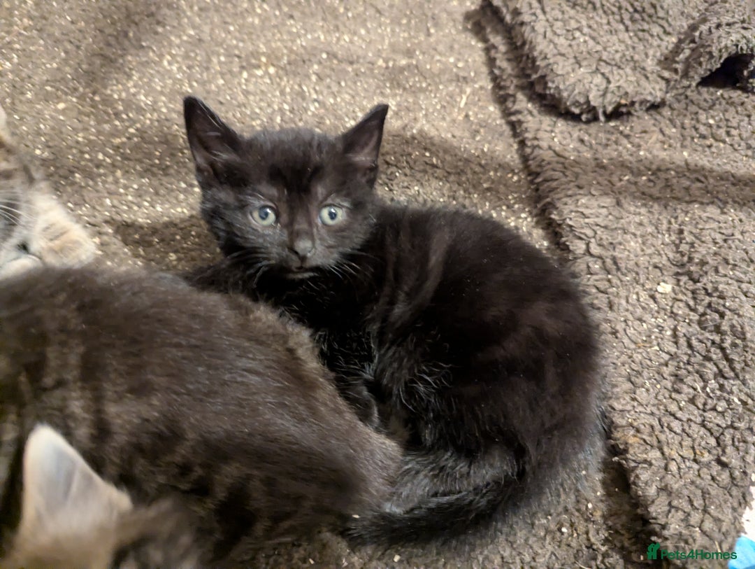 Mixed Breed cats for sale: Beautiful Black Kitten Ready to Go Now - Image 14