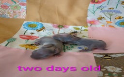 Mini Lop rabbits for sale: 4 mini lop baby rabbits!  - Image 4