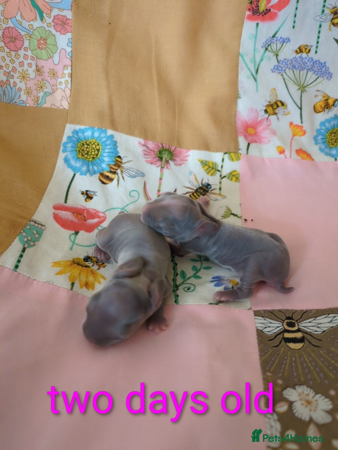 Mini Lop rabbits for sale: 4 mini lop baby rabbits!  - Image 4